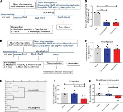 Differential synaptic mechanism underlying the neuronal modulation of prefrontal cortex, amygdala, and hippocampus in response to chronic postsurgical pain with or without cognitive deficits in rats